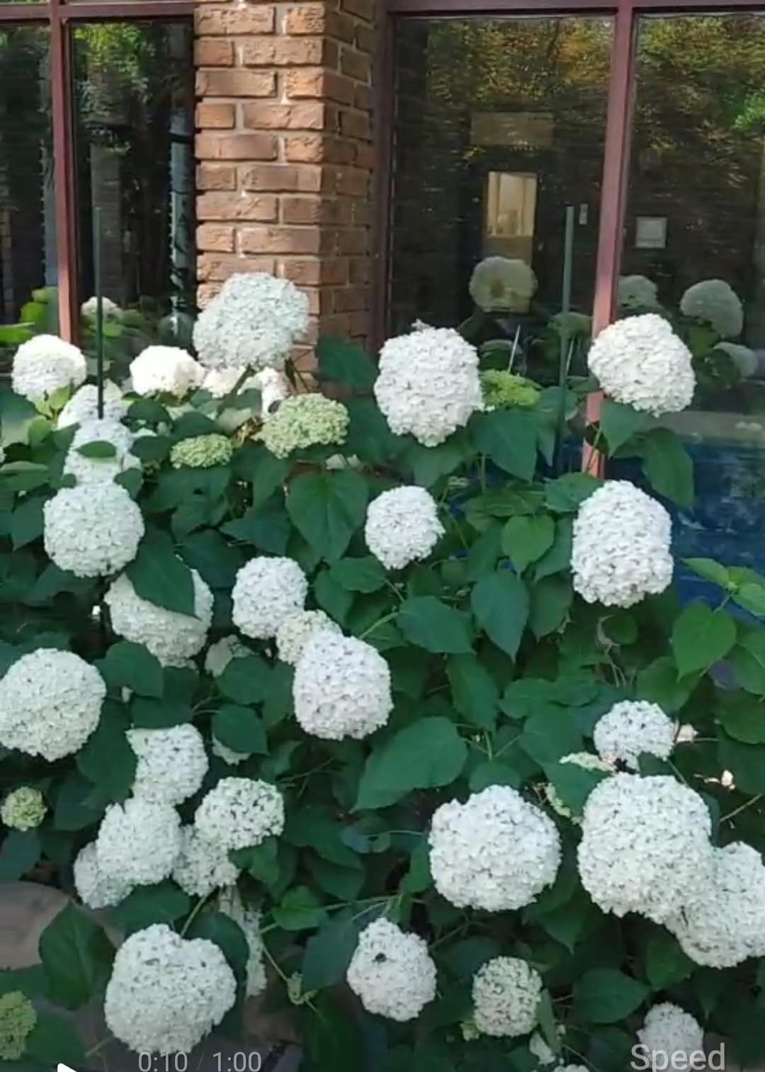 Gardening Image